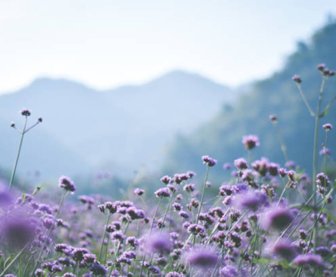 Campo de lavanda con montes de fondo